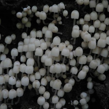 Coprinus disseminatus